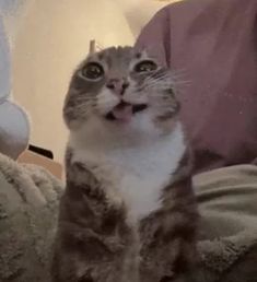 Innehåller en bild av: silly piss cat